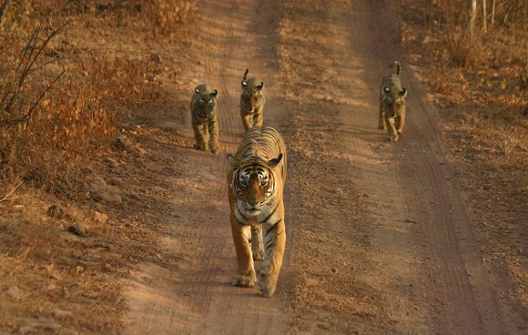 Tour Ranthambore wildlife