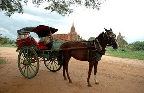 Tonga riding